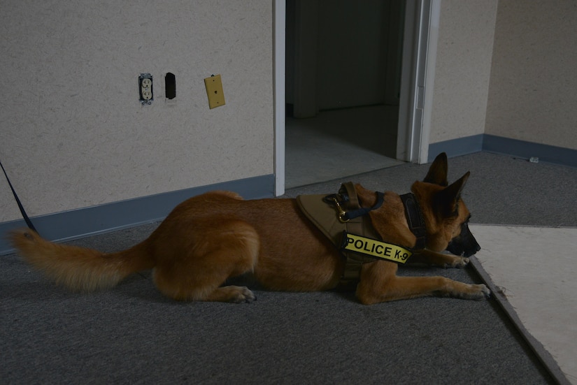 Oopey, a 633rd Security Forces Squadron military working dog, finds explosive training aids during detection training at Joint Base Langley-Eustis, Va., Nov. 29, 2016. MWD teams can provide a unique ability, depending on the dogs training, to detect substances like explosives or narcotics. (U.S. Air Force photo by Airman 1st Class Tristan Biese)