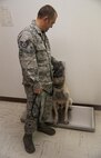 Arco’s, 319th Security Forces Squadron military working dog, weight is checked during a veterinarian visit at Minot Air Force Base, N.D., Sept. 28, 2016. During their visits, the MWDs have their weight checked to ensure they are at optimal health. (U.S. Air Force photo/Airman 1st Class Christian Sullivan)