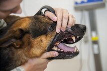 Dex, a military working dog for the 319th Security Forces Squadron, gets his teeth examined at Minot Air Force Base, N.D., Sept. 28, 2016. All MWDs from Grand Forks AFB, N.D. travel to Minot routinely for their checkups because Grand Forks does not have the necessary assets to regularly maintain the MWDs. (U.S. Air Force photo/Airman 1st Class Christian Sullivan)