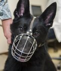 Tomi, 319th Security Forces Squadron military working dog, waits on his next command during a veterinarian visit at Minot Air Force Base, N.D., Sept. 28, 2016. The MWDs have two medical check-ups a year to ensure they are fit to carry out their duties. (U.S. Air Force photo/Airman 1st Class Christian Sullivan)