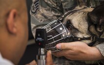 Arco’s, 319th Security Forces Squadron military working dog, eyes are checked during a veterinarian visit at Minot Air Force Base, N.D., Sept. 28, 2016. Six MWDs from Grand Forks AFB, N.D. had their routine check-up in which their ears, eyes, teeth, weight and heart rates were examined. (U.S. Air Force photo/Airman 1st Class Christian Sullivan)