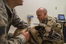 Staff Sgt. Oliver Brunhoeber, 5th Medical Group NCO in charge of the base veterinarian clinic, checks a military working dog’s heart rate during a medical examination at Minot Air Force Base, N.D., Sept. 28, 2016. The base veterinarians provide healthcare to MWDs as well as active duty members’ pets. (U.S. Air Force photo/Airman 1st Class Christian Sullivan)