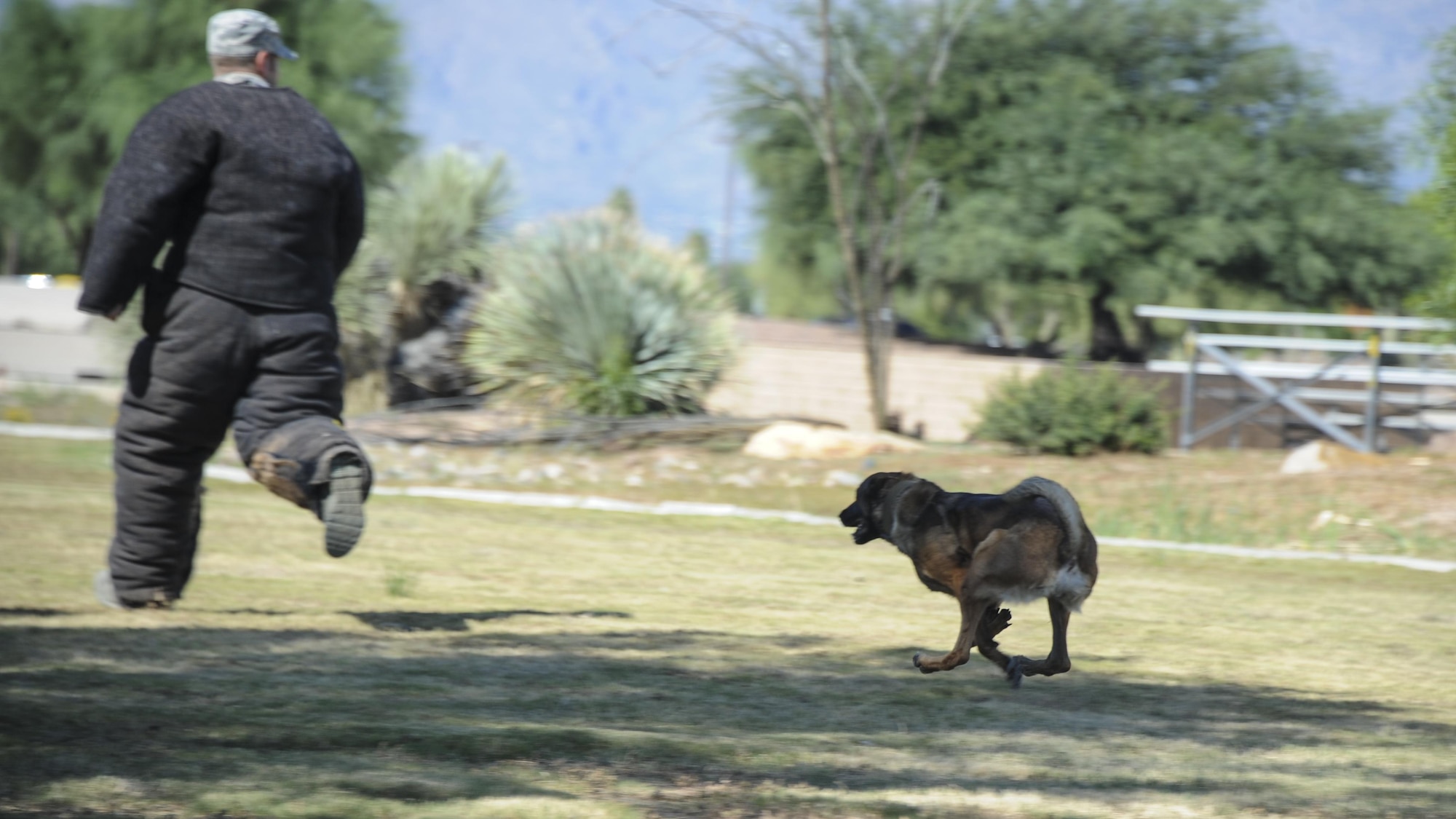 A U.S. Air Force military working dog trainer assigned to the 355th Security Forces Squadron, runs from Ootter, 355th SFS MWD, during a demonstration at Davis-Monthan Air Force Base, Ariz., Sept. 29, 2016. MWDs and their handlers support the Department of Defense, other government agencies and allies through training, logistical, veterinary support and research and development for security efforts worldwide. (U.S. Air Force photo by Airman 1st Class Mya M. Crosby)