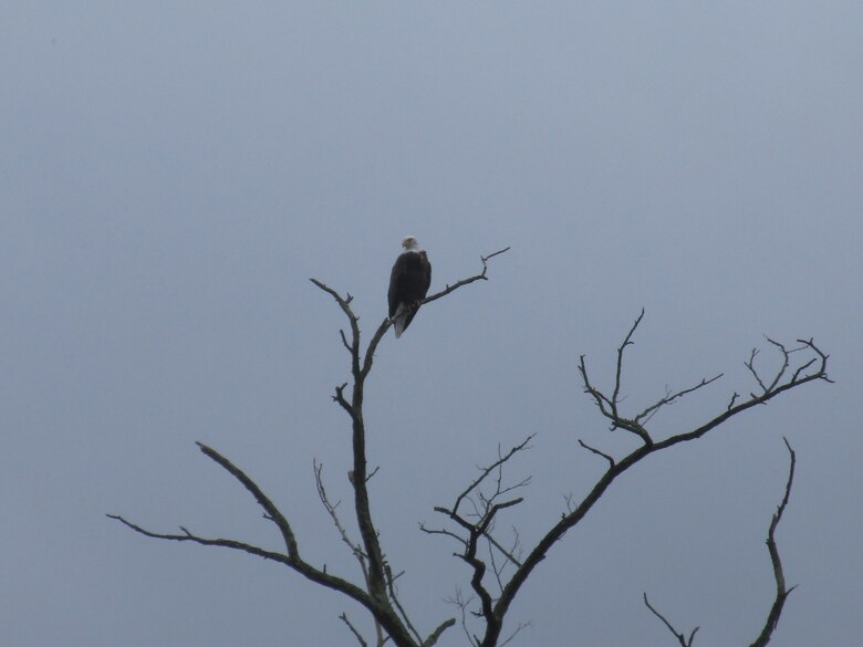 Walton’s resident Eagle resting on a branch above the West Branch Delaware River. 