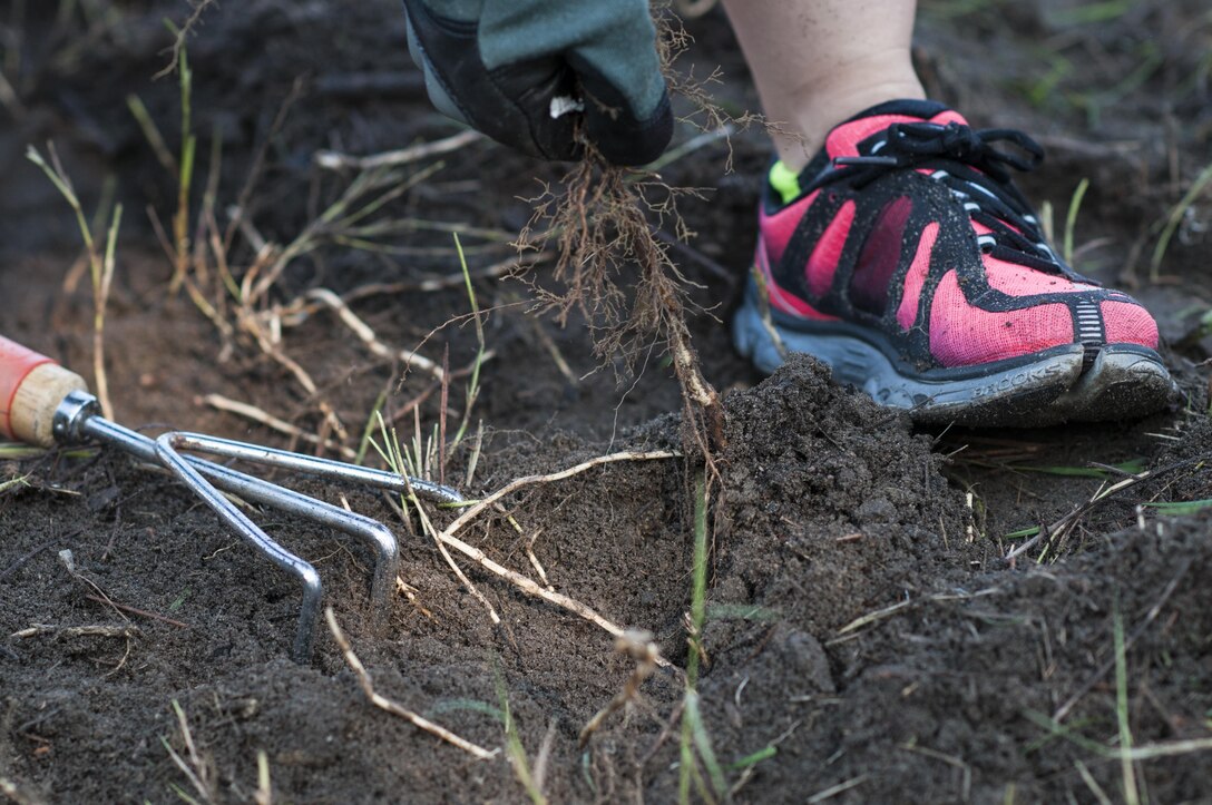 U.S. Army Reserve personnel with the Army Reserve Installation Management Directorate clean out old plants and bushes from existing planter boxes replacing them with Spring, Summer, and Fall perennials as part of National Public Lands Day at the U.S. Army Forces Command/U.S. Army Reserve Command headquarters, Sept. 28, 2016, at Fort Bragg, N.C. Jonelle Kimbrough, a communications specialist with ARIMD, said USARC received a $4,000 grant through the NPLD program. NPLD is the nation's largest, single-day volunteer effort for public lands to promote environmental stewardship. (U.S. Army photo by Timothy L. Hale)(Released)