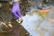 Airman 1st Class Jamie Tstinic, 436th Civil Engineering Squadron pest control apprentice, gets ready to drop a packet of VectoLex WSP into a puddle of standing water Oct. 6, 2016, in the Dover Family Housing area, Dover Air Force Base, Del. Tstinic and other members of the 436th CES Entomology section placed numerous 10-gram packets of VectoLex WSP, a selective microbial insecticide, anywhere standing water was present. Once the insecticide has dissolved, it can remain effective up to four weeks. (U.S. Air Force photo by Roland Balik)
