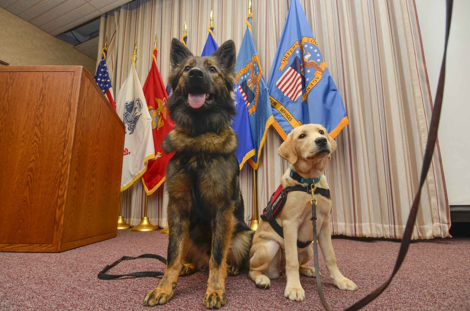 Service dog trainees Kharma and Lucy watch the audience arrive for the Hart-Dole-Inouye Federal Center's People With Disabilities event on how such companions help combat veterans cope with post-traumatic stress disorder. 