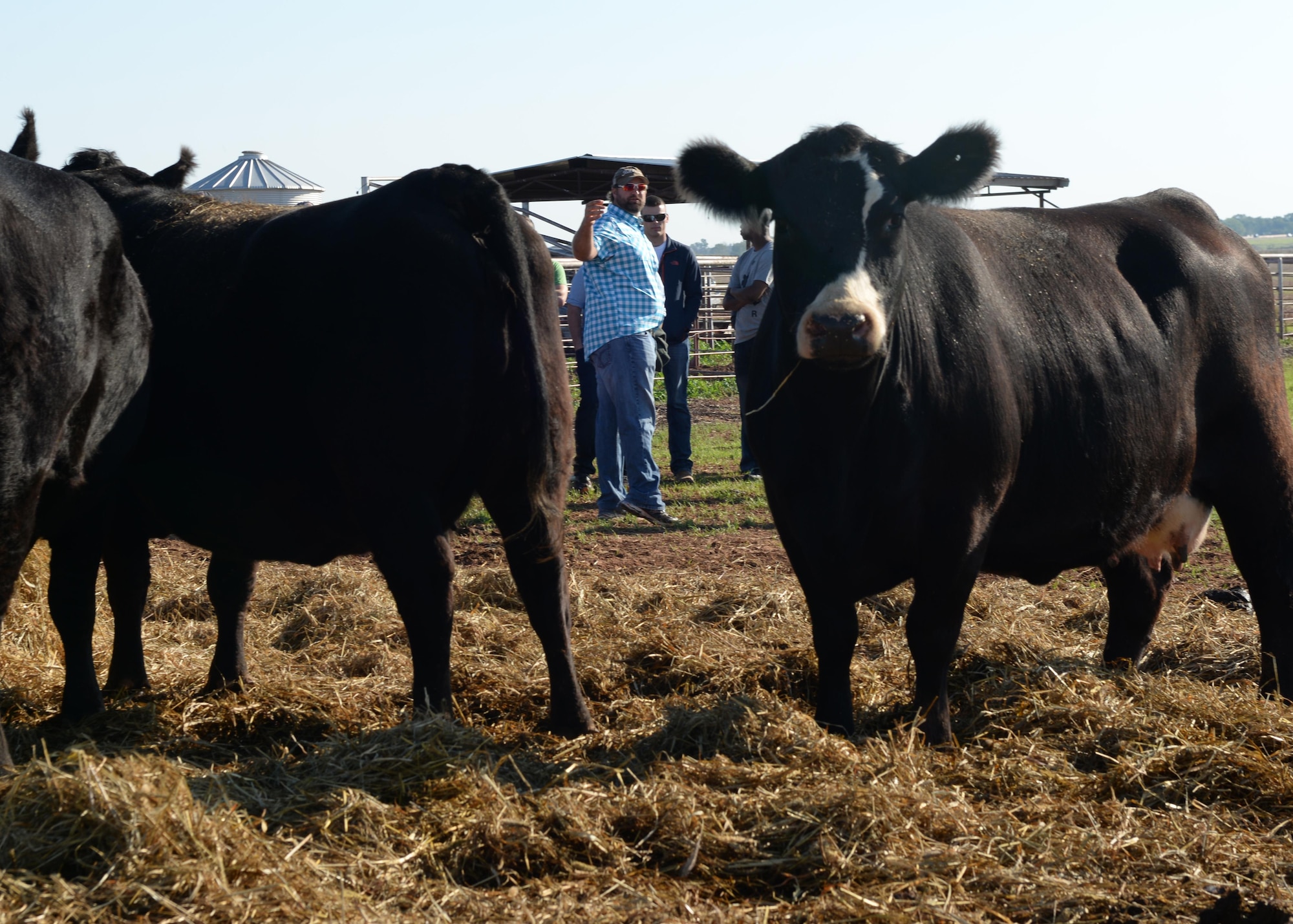 Brandon Bush, co-owner of Bush Farms, talks with members of the community about cattle and their worth during the Altus Chamber of Commerce Farm City Tour, Oct. 3, 2016, at Bush Farms, Altus, Okla. The tour was part of 39th annual Farm City Week, which brings the business, military and farming communities closer together by highlighting the farming community of Altus. (U.S. Air Force photos by Airman First Class Cody Dowell/Released)