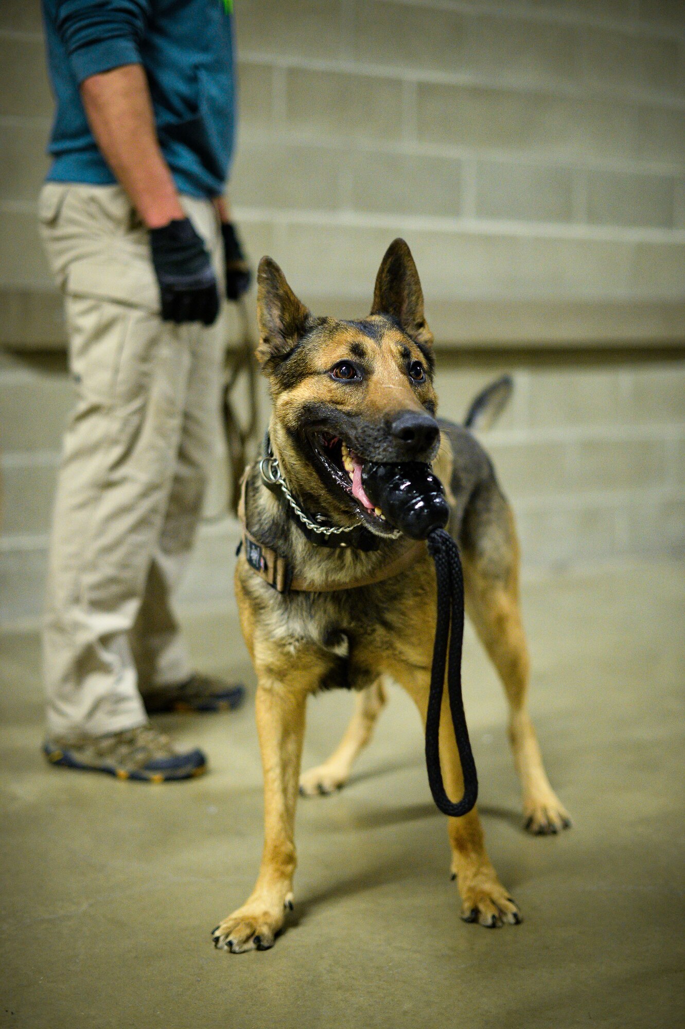 Onur, a 366th Security Forces Squadron military working dog, holds a toy after successfully detecting a homemade explosive Oct. 6 at Vivint Smart Home Arena, Salt Lake City. The training consisted of explosive compound awareness for handlers and trainers, imprint training for dogs, and detection testing for teams. (U.S. Air Force photo by R. Nial Bradshaw)
