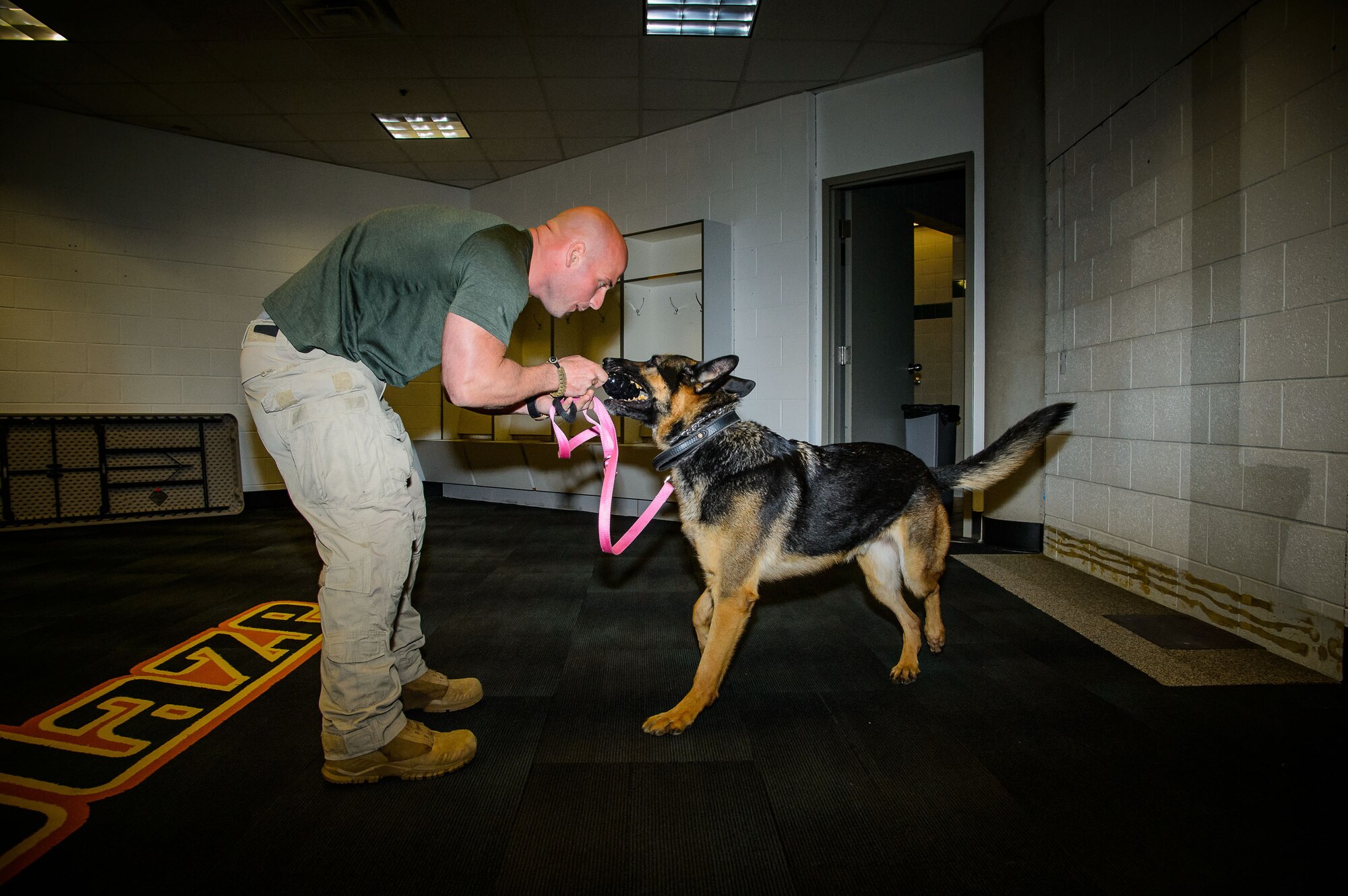 Senior Airman Brandon Winter, 75th Security Forces Squadron, rewards Heros for successfully detecting the presence of homemade explosives Oct. 6 at Vivint Smart Home Arena, Salt Lake City. The training consisted of explosive compound awareness for handlers and trainers, imprint training for dogs, and detection testing for teams. (U.S. Air Force photo by R. Nial Bradshaw)