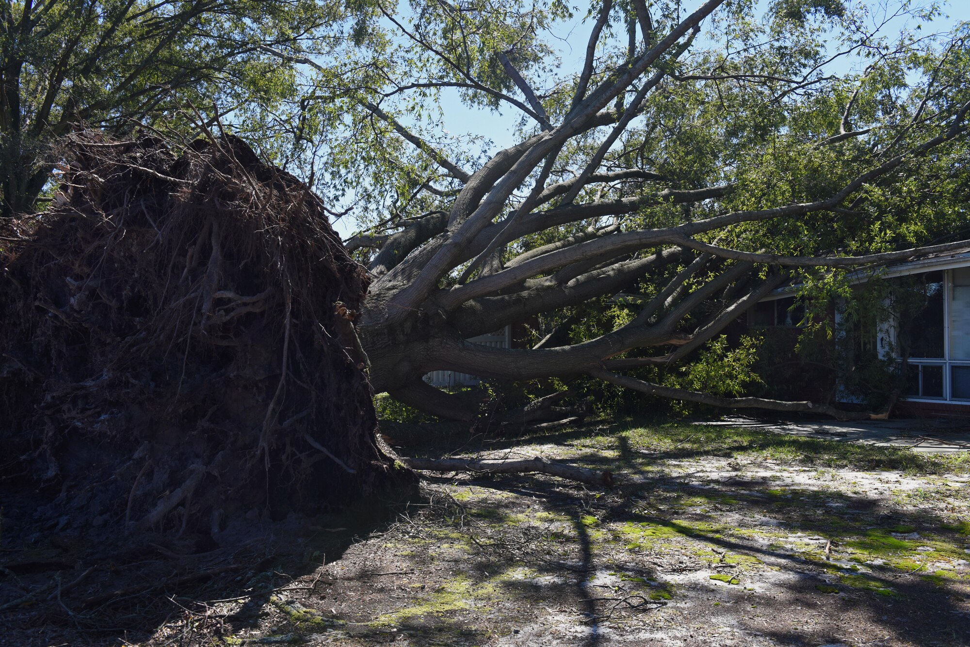 An uprooted tree damaged a building in base housing during Hurricane Matthew, Oct. 9, 2016, at Seymour Johnson Air Force Base, North Carolina. Team Seymour members were able to evacuate their homes to shelters located at Heritage Hall, the base gym and the Kitty Hawk Lounge during Matthew. (U.S. Air Force photo by Airman 1st Class Ashley Williamson)