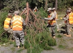 South Carolina National Guard Soldiers with the 1263rd Forward Support Company remove downed tree debris from highway SC 46 in Bluffton, South Carolina Oct. 9, 2016, in the aftermath of Hurricane Matthew. Approximately 2,800 South Carolina National Guard Soldiers and Airmen have been activated since Oct. 4, 2016 to support state and county emergency management agencies and local first responders after Governor Nikki Haley declared a State of Emergency. 