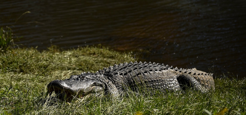 Charlie the Alligator basks in the sun after Hurricane Matthew swept the area on Joint Base Charleston - Naval Weapons Station, S.C., Oct. 9, 2016. All non-essential personnel evacuated the area, but returned after disaster response coordinators assessed damage and verified a safe operating environment.