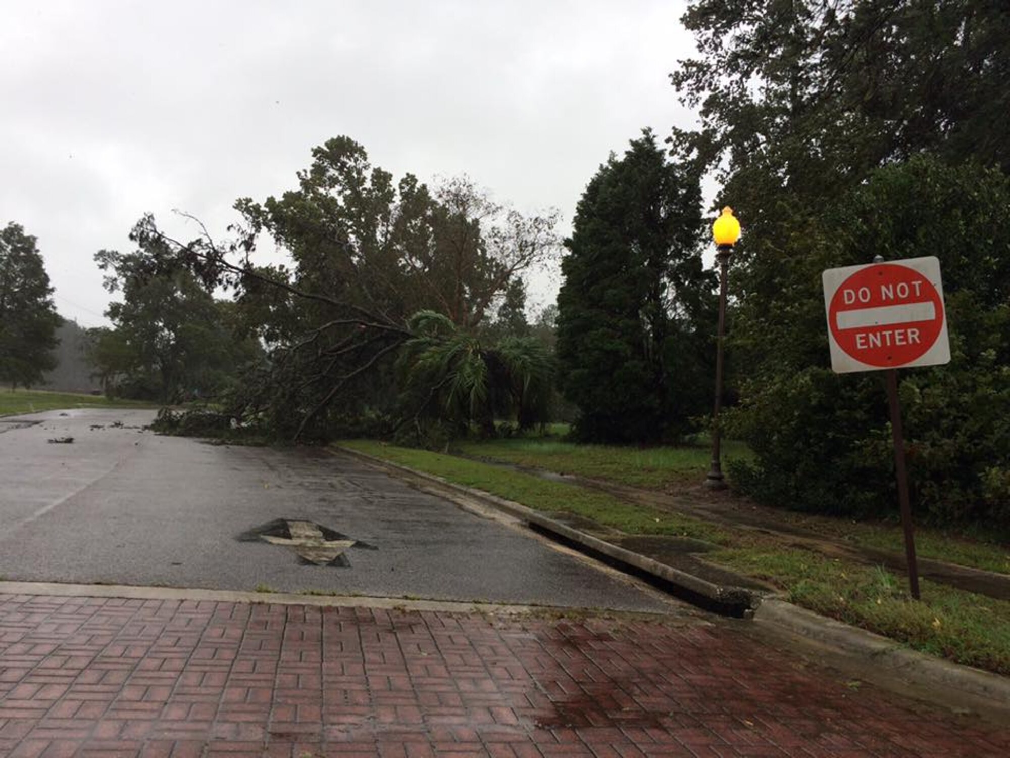 A fallen tree blocked Mitchell Dr. behind the base housing area as a result of Hurricane Mathew Oct. 8.