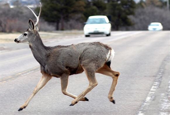 A mule deer crosses a road on the U.S. Air Force Academy. (U.S. Air Force photo/Mike Kaplan)
