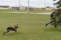 Keti, 5th Security Forces Squadron military working dog, pursues country artist Chase Rice during a MWD demonstration at Minot Air Force Base, N.D., Oct. 8, 2016. During the visit, Rice and his crew toured the dining facility, armory and kennels, before signing autographs for fans at the Base Exchange.  (U.S Air Force photo/Airman 1st Class Jessica Weissman)