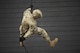 Staff Sgt. Tyler Hodge, 820th Combat Operations Squadron data systems technician, demonstrates how to properly rappel during training, Sept. 29, 2016, at Moody Air Force Base, Ga. This is the tenth time members of the 820th Base Defense Group and the 105th BDS have deployed together. (U.S. Air Force photo by Tech. Sgt. Zachary Wolf)