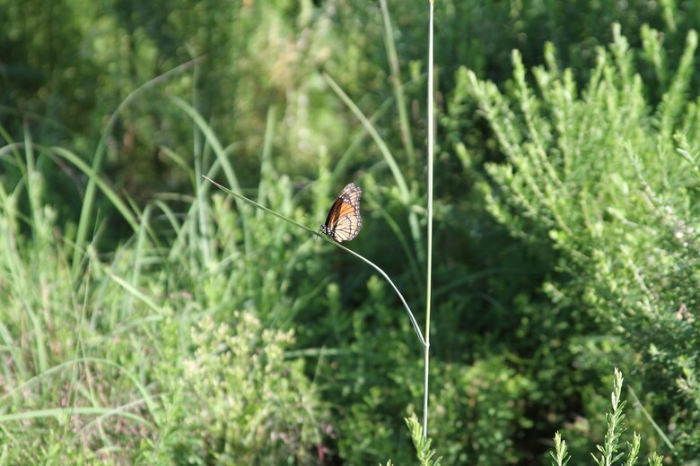 A monarch butterfly is spotted at Smithville Lake. This is a good sign for the pollinator grant planting location. 