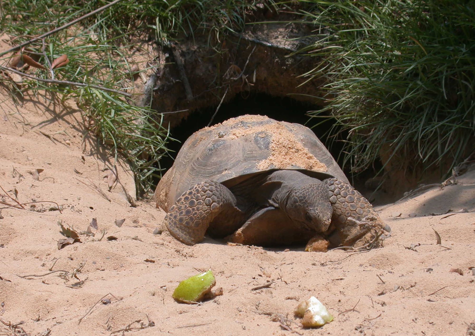Jackie, the gopher tortoise, snacks on green apples outside of her burrow at the Eglin Natural Resources branch in Niceville, Fla. Eglin’s natural resources personnel prepared habitat to accept at least 500 gopher tortoises from Citrus and Pasco Counties in south Florida. The 25-year-old Jackie has been on display educating the public for almost 15 years.