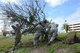 Airmen from the Air Force Technical Applications Center at Patrick AFB, Fla., lift a downed live oak tree after it was uprooted during Hurricane Matthew Oct. 7, 2016.  Picture from left to right:  Maj. Jeremiah Betz, 1st Lt. Pamela Zhang, Senior Airman Donelle Gibson, Capt. Taylor Youtsler and 1st Lt. Michael Duff. (U.S. Air Force photo by Susan A. Romano)
