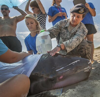 Patrick Air Force Base and Sea World personnel team up to help a  sick whale Sept. 7, which led Air Force Reservist Tech. Sgt. Bridget Gayden, 920th Rescue Wing Security Forces Airman, to become a Sea World volunteer to help sick animals.(U.S. Air Force photo Master Sgt. Paul Flipse)