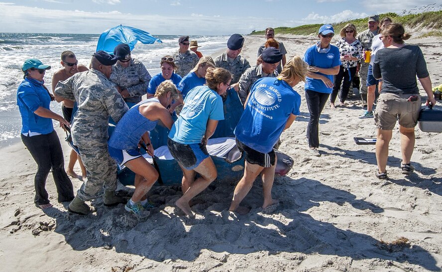 Patrick Air Force Base and Sea World personnel team up to help a  sick whale Sept. 7, which led Air Force Reservist Tech. Sgt. Bridget Gayden, 920th Rescue Wing Security Forces Airman, to become a Sea World volunteer to help sick animals.(U.S. Air Force photo Master Sgt. Paul Flipse)
