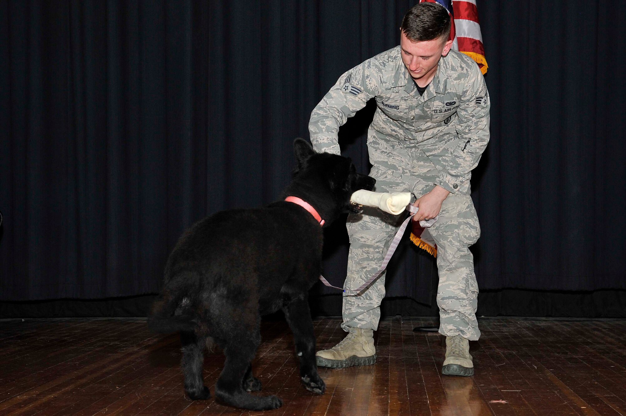 Former 22nd Security Forces Squadron military working dog, Djule, takes her first bite of food as a civilian during her retirement ceremony Oct. 14, 2016, at McConnell Air Force Base, Kan. Djule served 62 dog years in the Air Force and will continue life in retirement as a pet. (U.S. Air Force photo/Airman Erin McClellan)