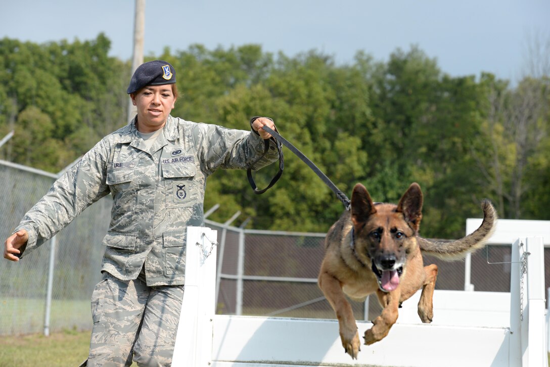 Military Working Dog "Ruth" is put through a standard obstacle course work out by her trainer U.S. Air Force Staff Sergeant Amanda Urie, 88th Security Forces Squadron working dog handler, Wright-Patterson Air Force Base, Sept. 14, 2016. Military working dogs play a vital role in assisting security force personnel with the security, interdiction and capture of criminal elements in their line of duty. (U.S. Air Force photo/Al Bright)