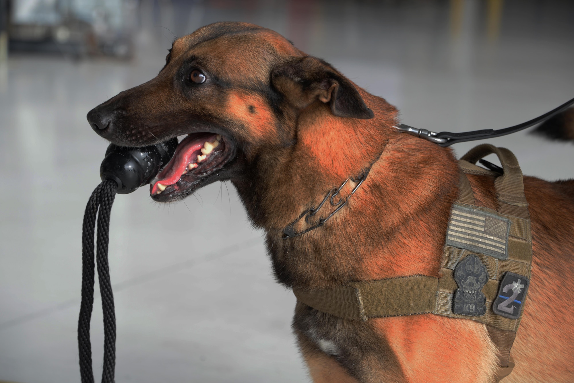 Beni, 60th Security Forces Squadron military working dog, rests after an MWD demonstration at the 21st annual Retiree Appreciation Day event at Travis Air Force Base, Calif., Oct. 15, 2016. Beni has been a part of the 60th SFS for five years and helps secure Travis. (U.S. Air Force photo by Tech. Sgt. James Hodgman)