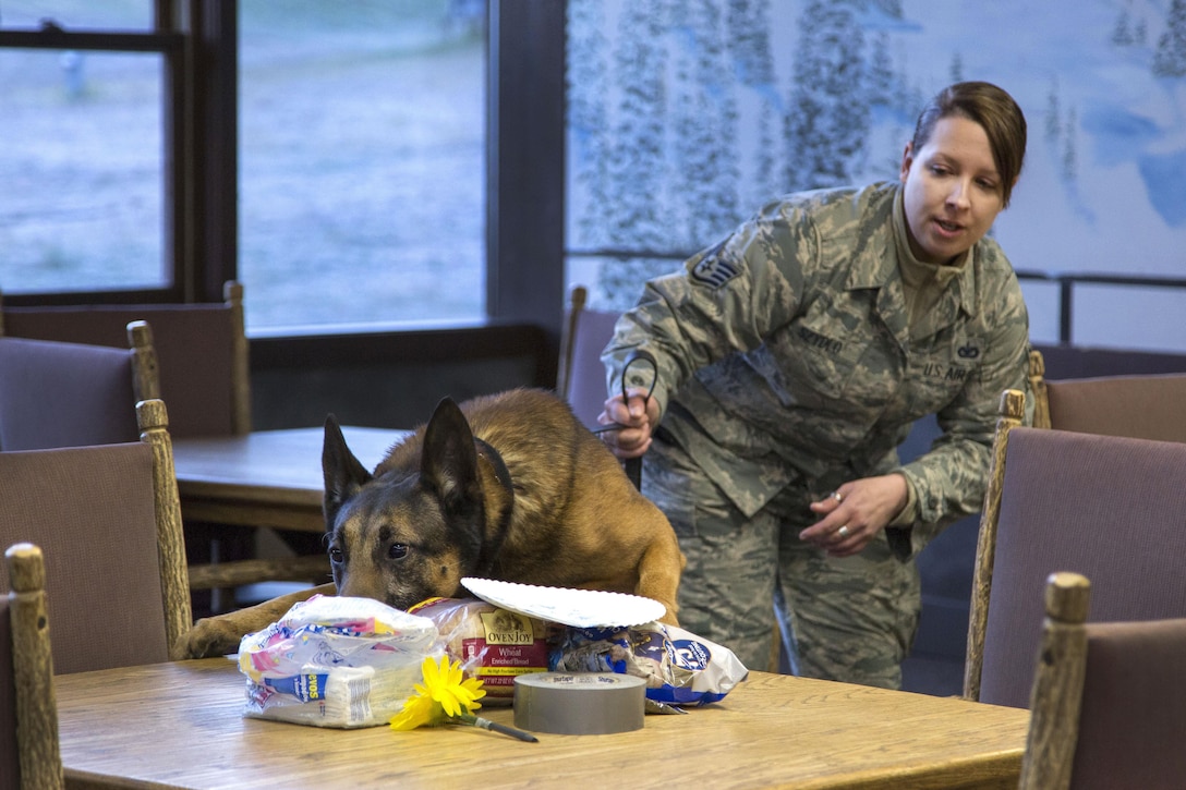 Air Force Staff Sgt. Kelley Szydlo and Chase, her military working dog, search for simulated hidden explosives while participating in annual certification training at Joint Base Elmendorf-Richardson, Alaska, Oct. 14, 2016. Completion of annual certification training ensures that military working dog teams maintain their skills and operational readiness. Szydlo, a dog handler and Chase are assigned to the 673rd Security Forces Squadron. Air Force photo by Alejandro Pena