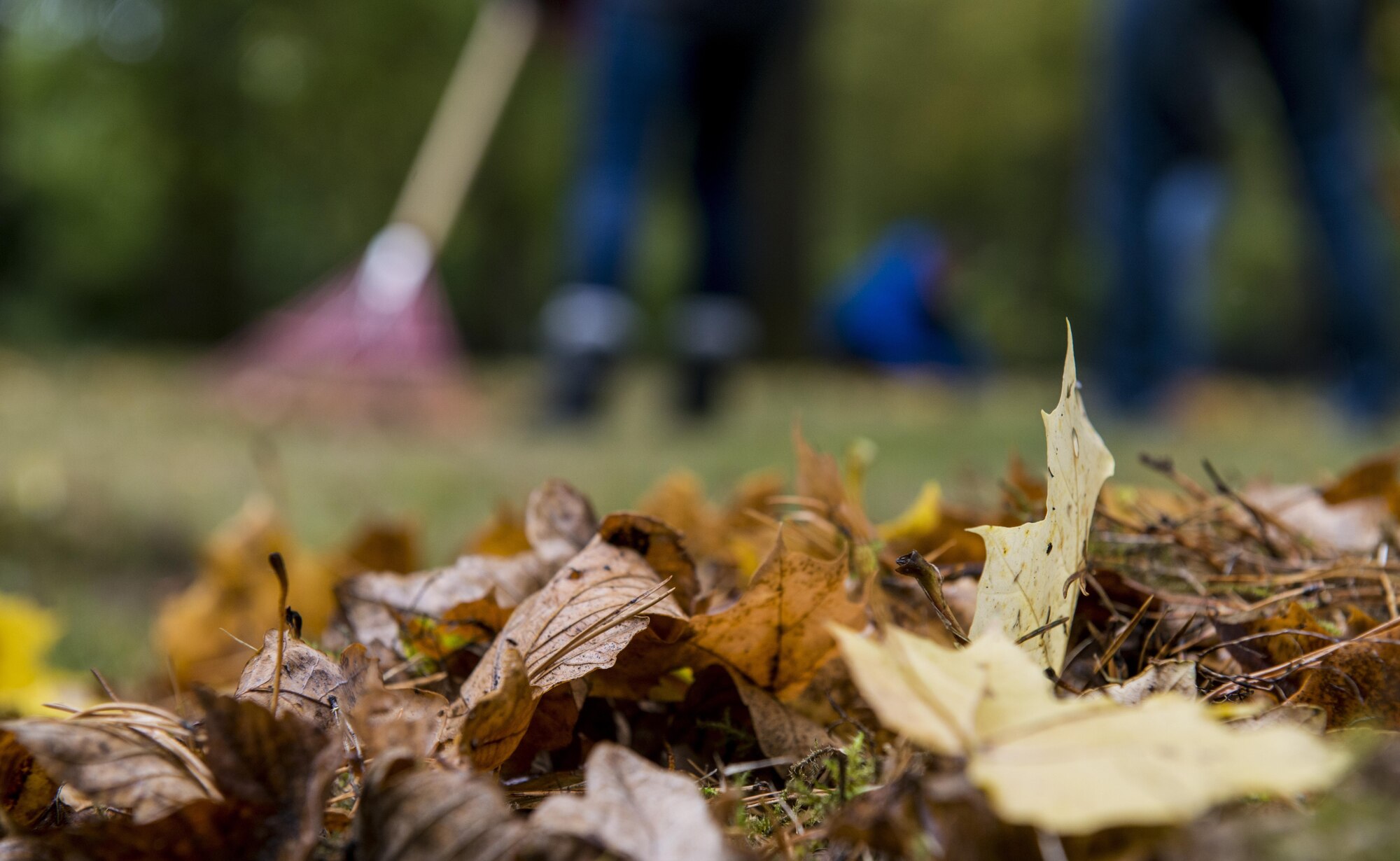 Members of the 86th Operations Support Squadron team rake leaves into a pile at the American Kindergraves in Kaiserslautern, Germany, Oct. 15, 2016. The volunteers raked leaves, swept the surrounding roads, cleaned bushes, and brushed and polished every gravestone. (U.S. Air Force photo by Senior Airman Tryphena Mayhugh)