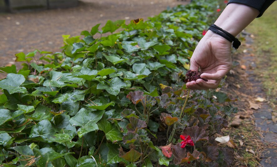 Haley Willis, 86th Operations Support Squadron spouse, pulls dead flowers off of bushes at the American Kindergraves in Kaiserslautern Germany, Oct. 15, 2016. Volunteers clean the gravesite every month to honor the children of the military members who served before them. (U.S. Air Force photo by Senior Airman Tryphena Mayhugh)