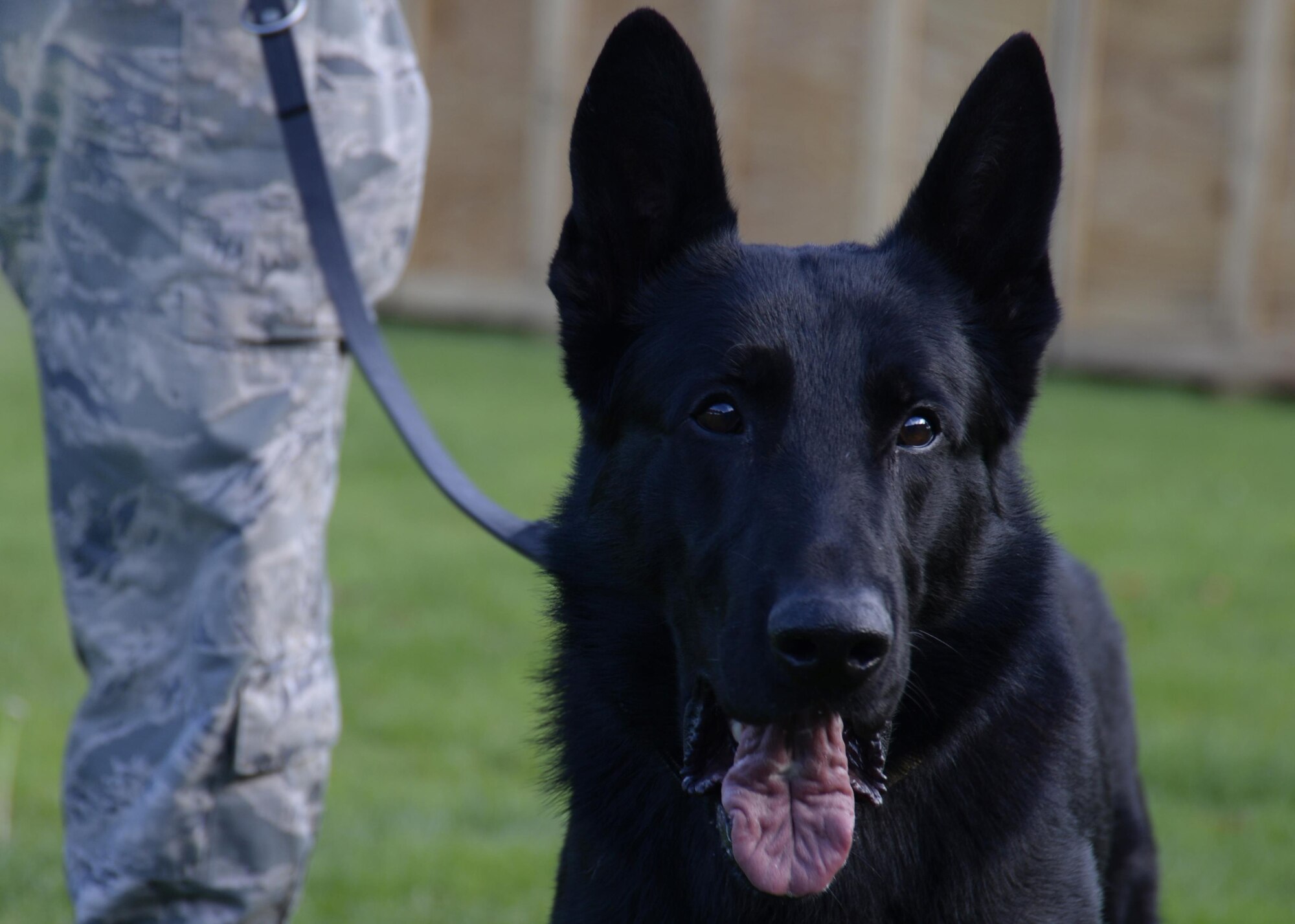 Duke, a 48th Security Forces Squadron military working dog, waits for the training drill to begin at Royal Air Force Feltwell, England, Oct. 18. MWDs need to practice their job skills regularly, just the same as their human counterparts. (U.S. Air Force photo/Airman 1st Class Abby L. Finkel) 