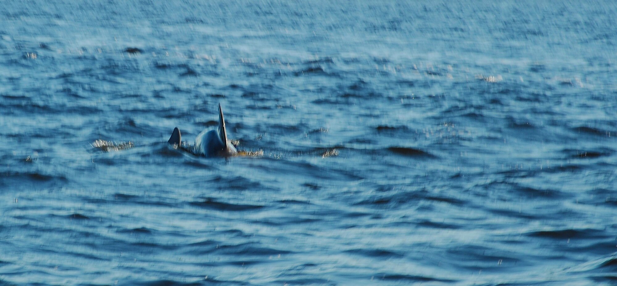 Two dolphins break the surface of the water near MacDill Air Force Base, Fla., Oct. 21, 2016. Wildlife, such as dolphins, are a common sight for marine patrol Airmen assigned to the 6th Security Forces Squadron. (U.S. Air Force photo by Airman Adam R. Shanks)
