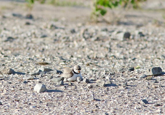 Male piping plover nesting with chick fledged this summer at Cat Island. Photo courtesy of Tom Prestby.