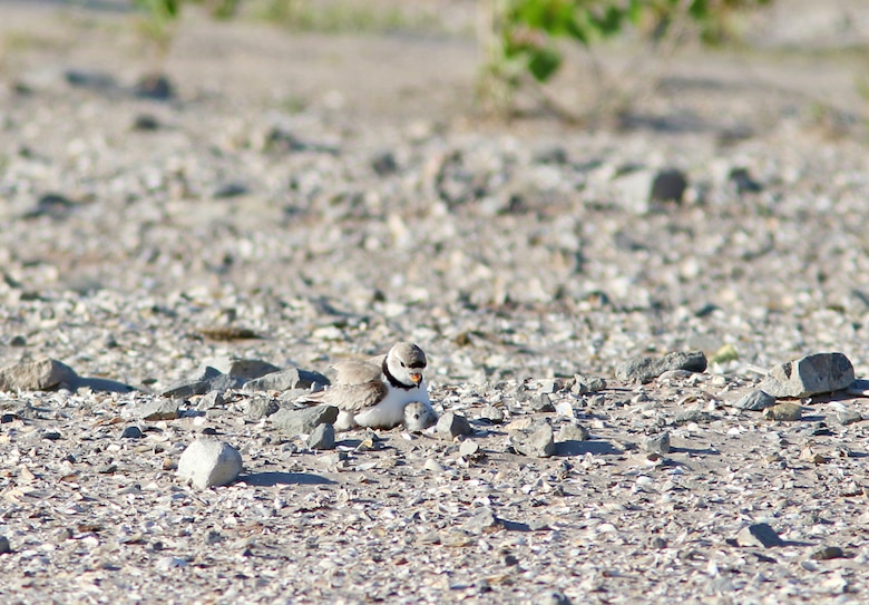 Male piping plover nesting with chick fledged this summer at Cat Island. Photo courtesy of Tom Prestby.