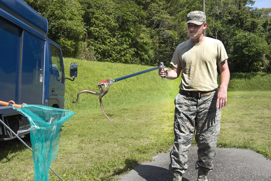 U.S. Air Force Senior Airman James Wheeler, 18th Civil Engineer Squadron pest management specialist, puts a Taiwanese Habu into a net Oct. 19, 2016, at Kadena Air Base, Japan.  The Taiwanese Habu is an invasive species to Okinawa and must be removed to protect the natural ecosystem. (U.S. Air Force photo by Airman 1st Class Corey M. Pettis)