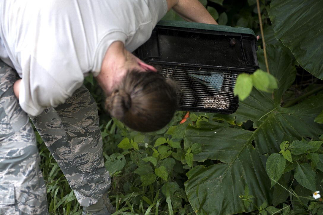 U.S. Air Force Tech. Sgt. Amber Palmer, 18th Civil Engineer Squadron pest management specialist, checks a Habu trap Oct. 19, 2016, at Kadena Air Base, Japan. The pest management office checks a total of 18 traps every week in order to remove to invasive Taiwanese Habu from Okinawa. (U.S. Air Force photo by Airman 1st Class Corey M. Pettis)