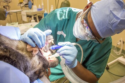 Pvt. Audie Farley, attending 68T training, cleans and examines the teeth of a U.S. Customs and Border Patrol working dog at the AMEDDC&S Animal Health Branch.
