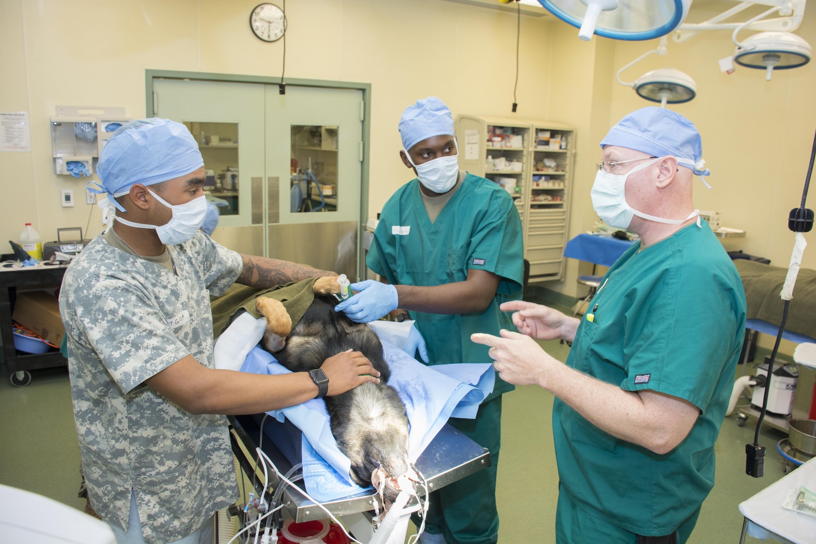 Lt. Col. Shawn Owens, Chief Animal Health Branch (right) instructs 68T students Pvt. Miles Gist (left) and Pvt. Audie Farley (center) on preparing a U.S. Customs and Border Patrol working dog for surgery.