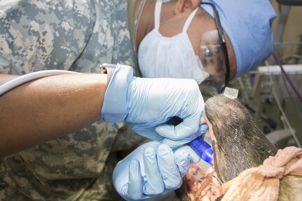 68T Pvt. Miles Gist cleans the teeth of a Customs and Border Patrol working dog.