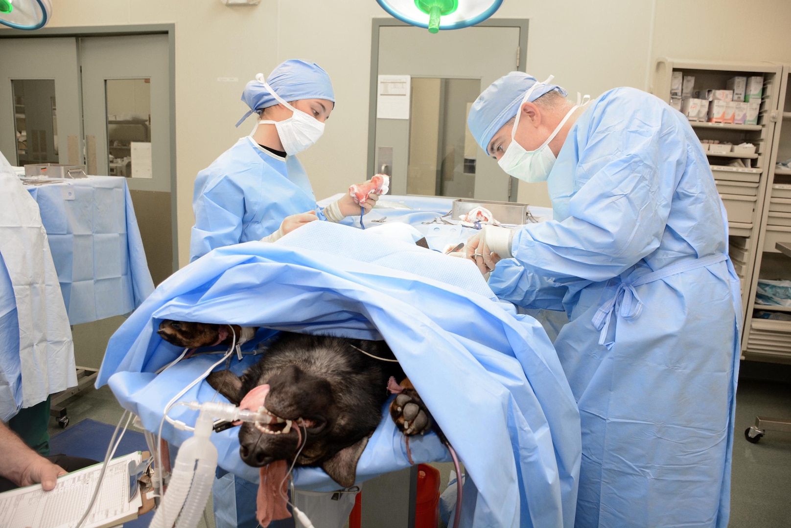 Maj. Patrick Grimm, Deputy Chief of Animal Health Branch, performs a gastropexy on a Customs and Border Patrol working dog while assisted by Pvt. Jade Baxter, a student attending Army Animal Care Specialist, 68T, advanced individual training.