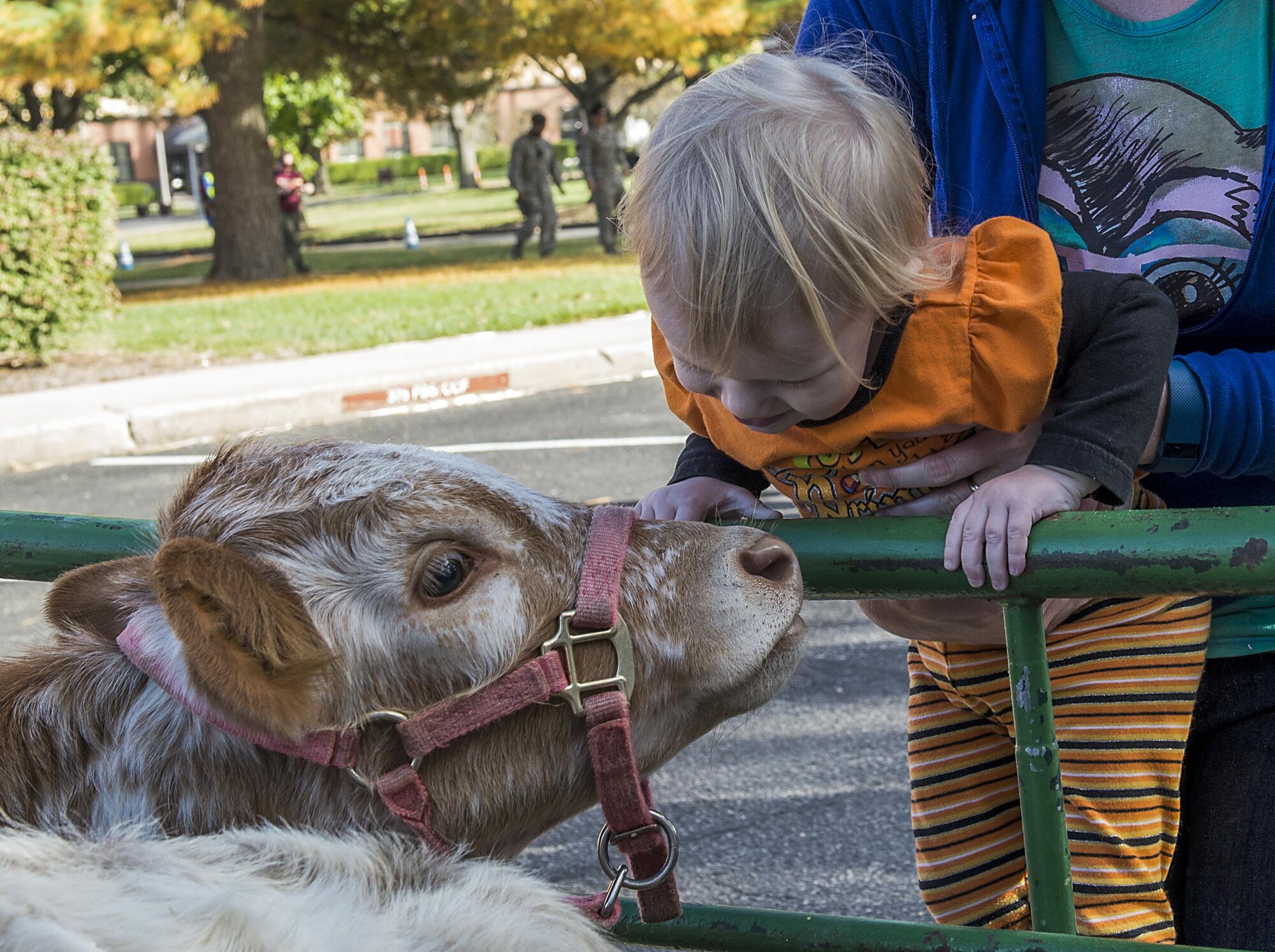 A child looks at a baby calf at the second annual Harvest Festival at Scott Air Force Base, Ill. on Oct. 24, 2016. The festival featured a petting zoo, bouncy houses, face painting and many other activities. (U.S. Air Force Photo by Senior Airman Megan Friedl)