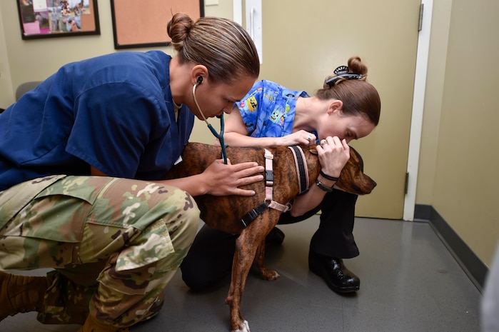 U.S. Army Capt. Chelsi Deaner, Joint Base Charleston Veterinary Treatment Facility veterinary core officer, listens to Nestle’s heartbeat during a check-up at the JB Charleston Veterinary Treatment Facility, Oct. 21, 2016. , Nestle is a Joint Base Charleston personally owned pet and the Vet Clinic provides medical care to personally owned pets of military members and retirees.