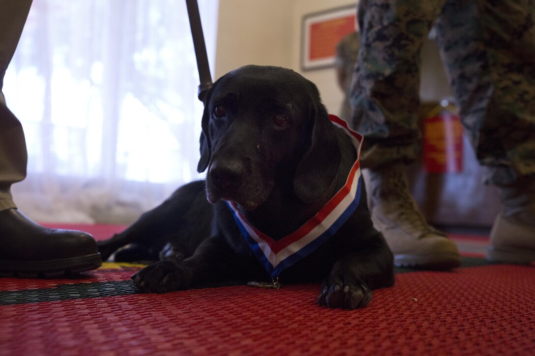Patti sports a medal presented during an award ceremony in her honor Oct. 24 on Marine Corps Air Station Futenma, Okinawa, Japan. The ceremony was held on behalf of U.S. War Dogs Association to honor her service in 2007 during Operation Iraqi Freedom. During her deployment, Patti served as a combat tracking dog, and suffered grave injuries in the line of duty. Patti’s handler, James Altman,  stayed by her side through more than six months of rehabilitation before retiring her and adopting her into his own home. Officers and other Marine officials attended the ceremony to honor Patti and Altman’s accomplishments during their time in service. Today, Patti lives happily with Altman, a Sebring, Florida, native, who serves as the installation chemical, biological, radiological, nuclear defense protection officer on Marine Corps Air Station Futenma.