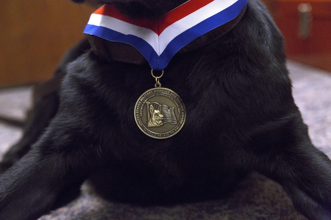 A United States Military Working Dog Services Award rests on retired military working dog, Patti’s neck after her award ceremony Oct. 24 on Marine Corps Air Station Futenma, Okinawa, Japan. The U.S. War Dogs Association promotes the recognition and honor of military working dogs nationwide and presents awards to handlers and dogs who have remained committed to excellence in their work over the years. Patti received the award for her actions during Operation Iraqi Freedom. Patti served as a combat tracking dog, and though injured in the line of duty, returned to recertification several months of rehabilitation later. Today, she lives happily with her former handler and current owner, James Altman, the installation chemical, biological, radiological, nuclear defense protection agent on Marine Corps Air Station Futenma, who hails from Sebring, Florida.