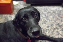 Retired military working dog Patti poses for a photo before her award ceremony Oct. 24 on Marine Corps Air Station Futenma, Okinawa, Japan. Patti received an award from the U.S. War Dogs Association for her service in 2007 during Operation Iraqi Freedom. During her time overseas, Patti served as a combat tracking dog, and while bravely serving alongside the deployed troops, suffered injuries in the line of duty. Patti’s handler, James Altman, who was at the time, a Marine staff sergeant, stayed by Patti’s side through more than six months of rehabilitation before retiring her and adopting her into his own home. Today, Patti still resides with Altman, a Sebring, Florida, native, who serves as the installation chemical, biological, radiological, nuclear defense officer on Marine Corps Air Station Futenma.