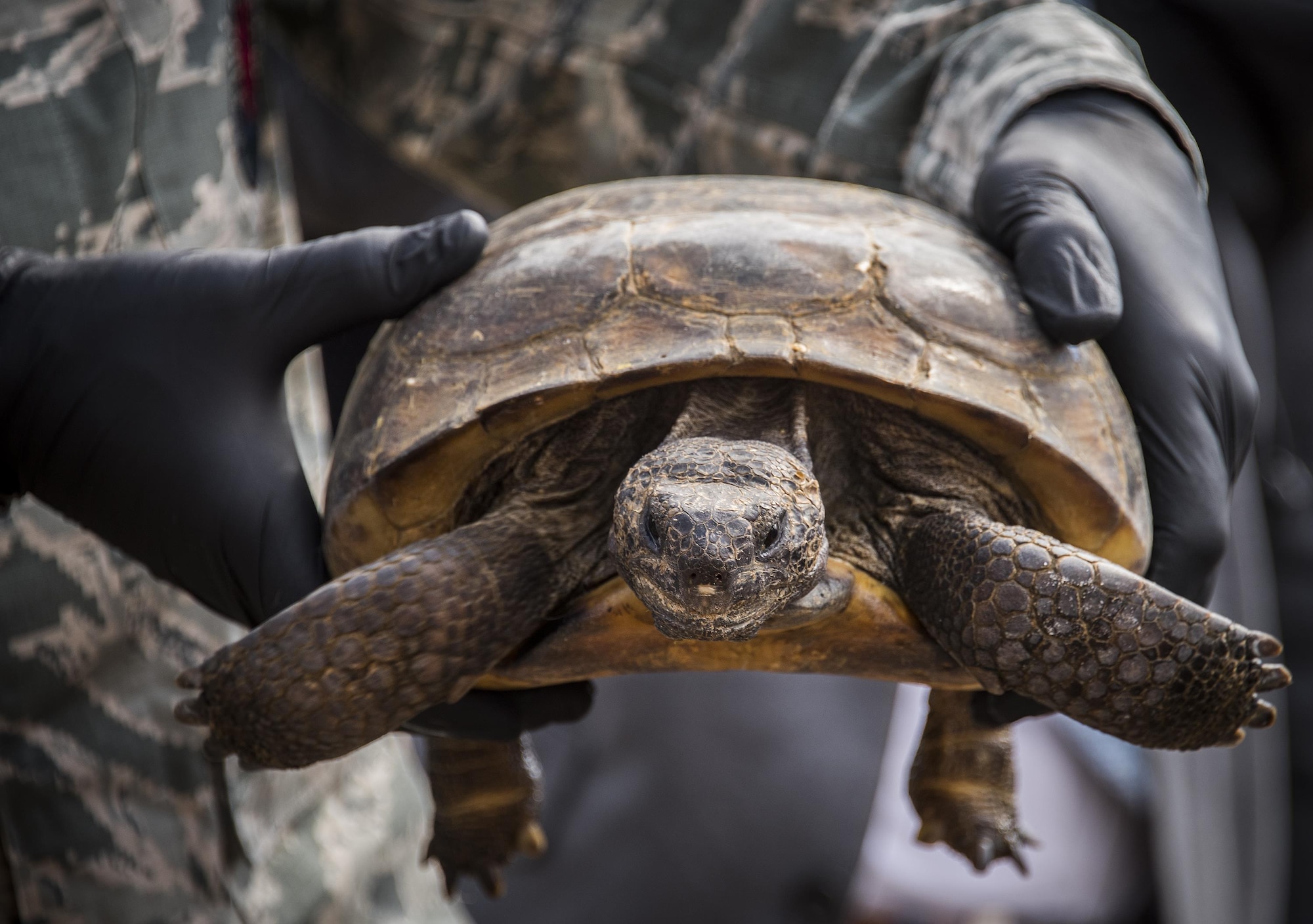 A gopher tortoise waits to begin exploring its new home deep within the Eglin Air Force Base range Oct. 26.  The first of more than 250 tortoises were released into their 100-acre habitat after being moved from their previous home in South Florida.  Increasing the gopher tortoise population here could prevent the U.S. Fish and Wildlife Service from listing the animal on the Threatened and Endangered Species list, allowing more flexibility for the military missions on Eglin. (U.S. Air Force photo/Samuel King Jr.)