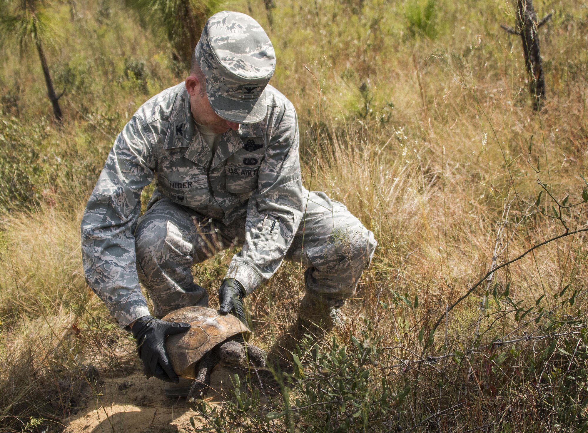 Col. Matthew Higer, 96th Test Wing vice commander, bends down to release a gopher tortoise into its new home deep within the Eglin Air Force Base range Oct. 26.  The first of approximately 250 tortoises were released into their 100-acre habitat after being rescued from urban development at their previous home in South Florida.  Increasing the gopher tortoise population here could prevent the U.S. Fish and Wildlife Service from listing the animal on the Threatened and Endangered Species list, allowing more flexibility for the military missions on Eglin. (U.S. Air Force photo/Samuel King Jr.)