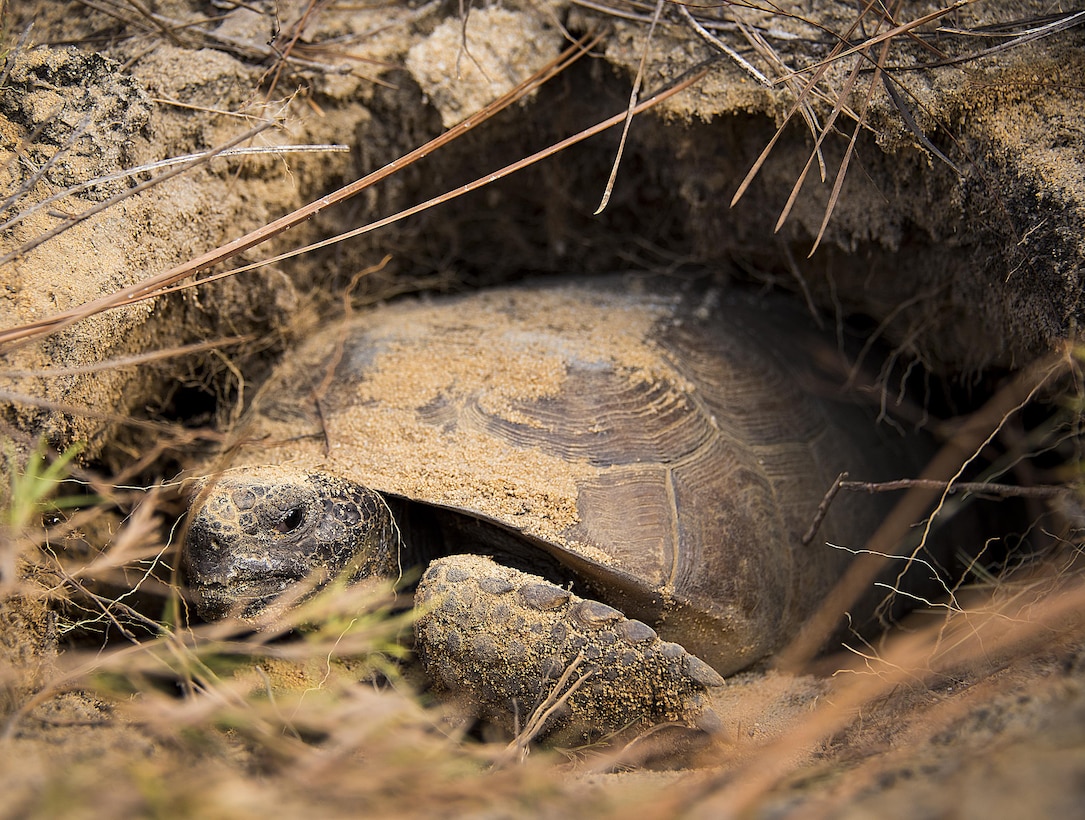 Tortoises saved, released on range